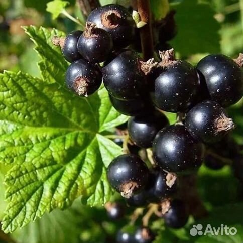 Смородина черная «Память Вавилова»