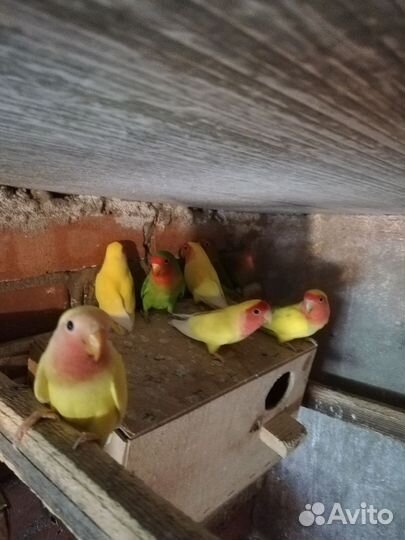 Волнистый попугай