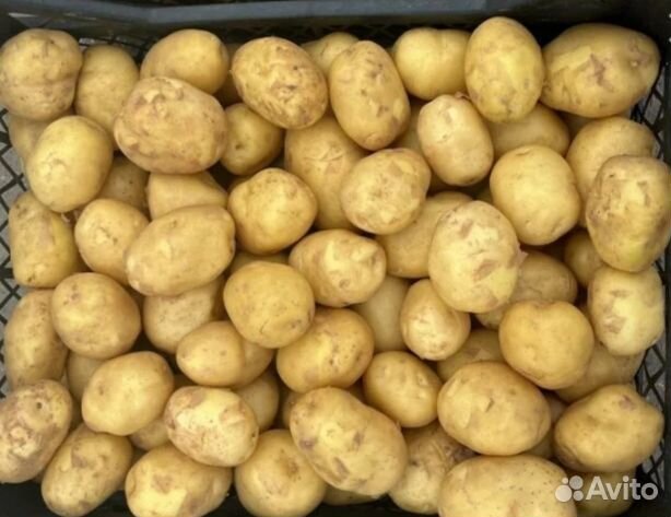 Картофель молодой