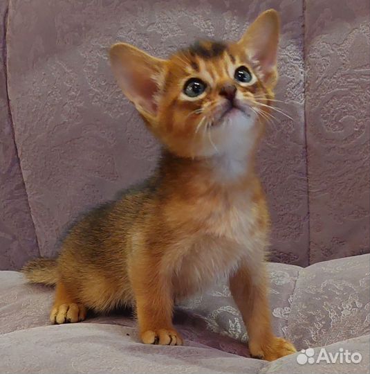 Абиссинские котята