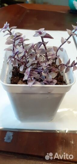 Комнатные растения цветы