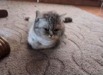 Британские котята мрамор