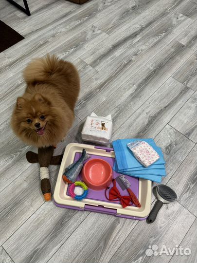 Лоток для собак под пеленку