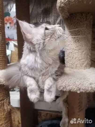 Кошки мейн-кун