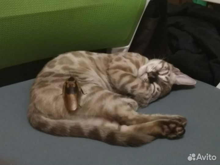 Таракан блаберус