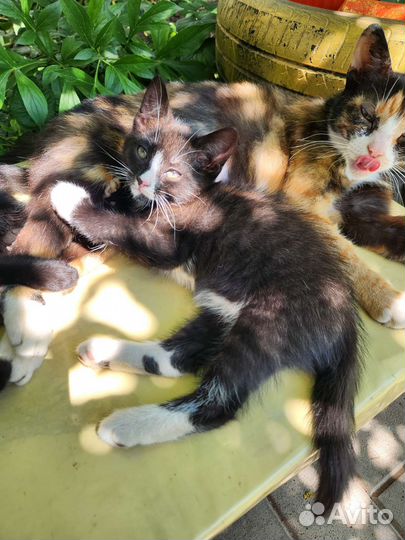 Котята в добрые руки