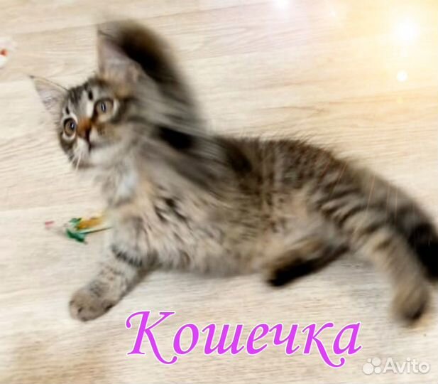 Кошечка в добрые руки
