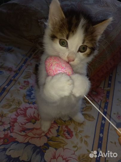 Кошечки - малышки ищут дом