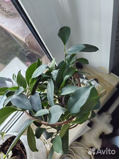 Фикус микрокарпа бонсай