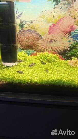 Цихлозома чернополосая