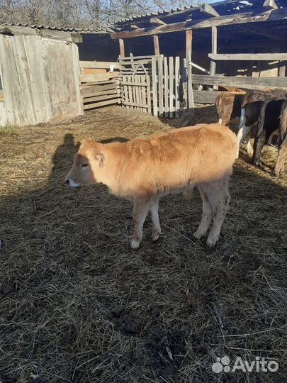 Бычки недельные, рослые