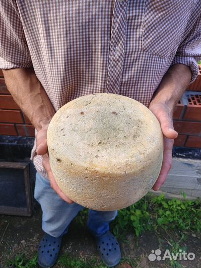 Продаются козы