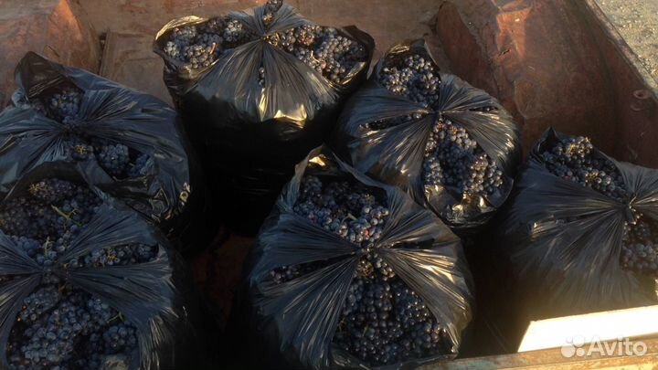 Виноград технический