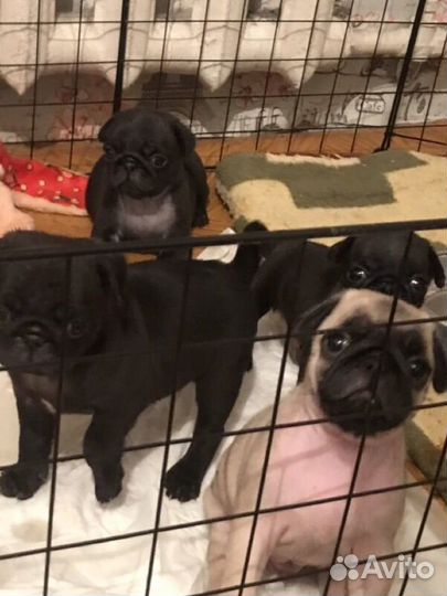 Щенки мопса
