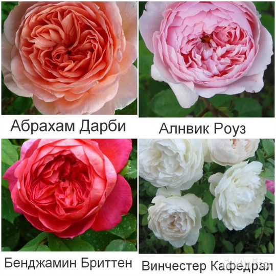Английские розы