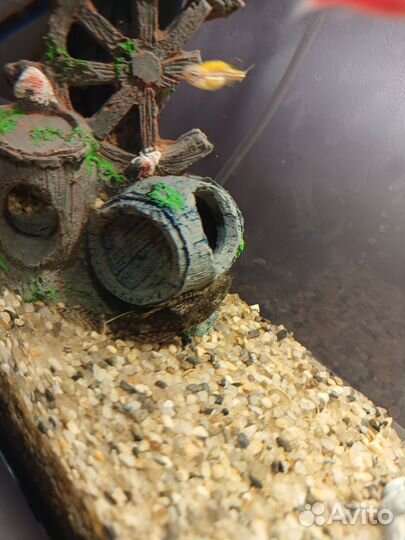 Аквариум с рыбками