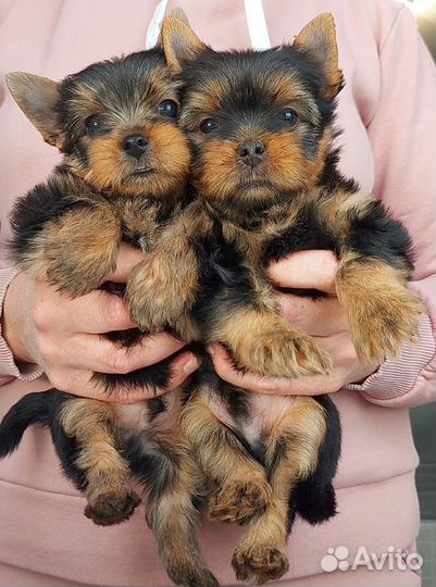 Щенки породы Йоркширского терьера