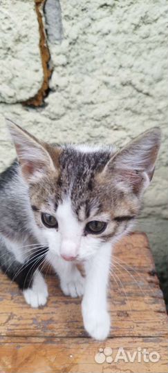 Кошки в добрые руки бесплатно