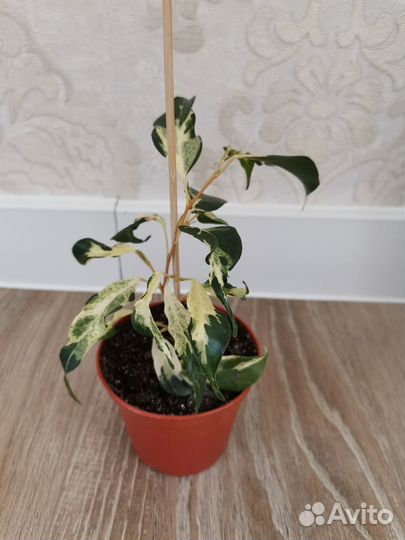 Сортовые фикусы