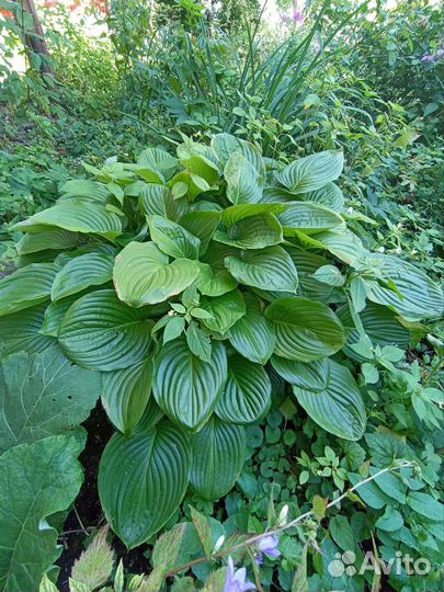 Хоста растение