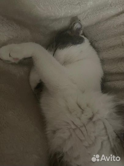 Шотландский вислоухий кот