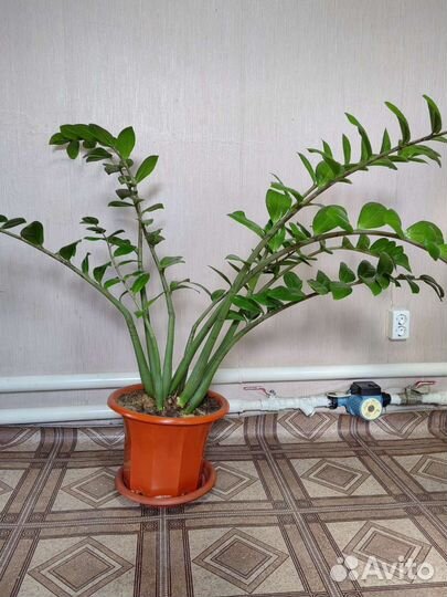 Замиокулькас