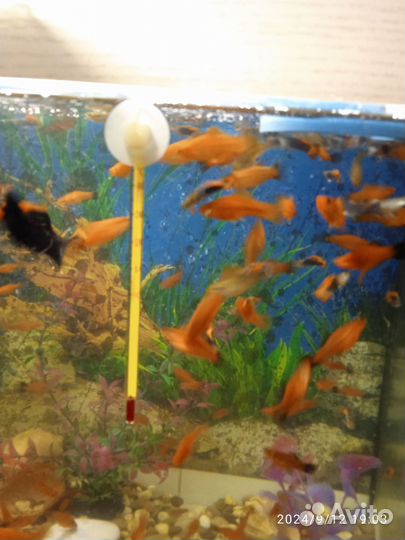 Аквариумные рыбки меченосцы