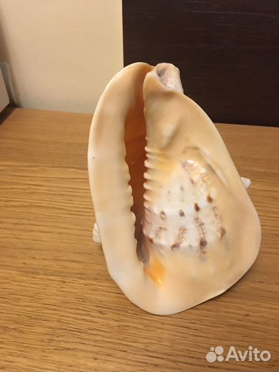 Морская раковина Кассис корнута, 22 см