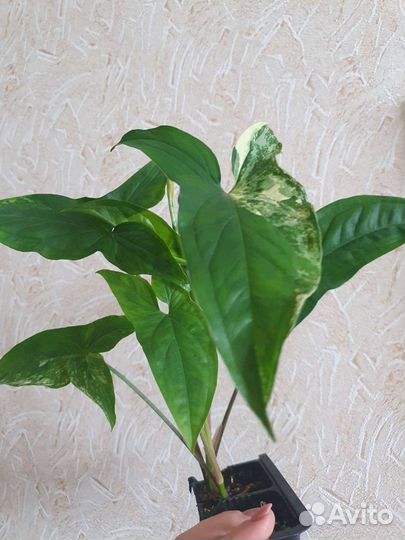 Синг. Imperial white, диффенб. рефлектор, каладиум