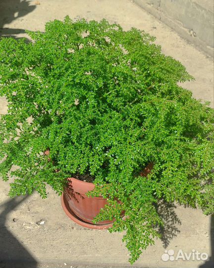 Пилея мелколистная