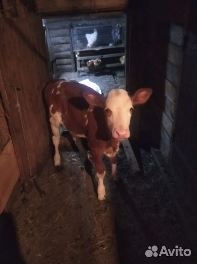 Телочка 3 месяца