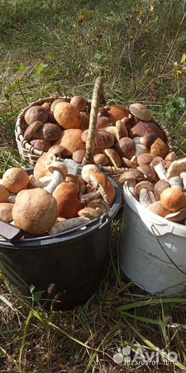 Продукты питания