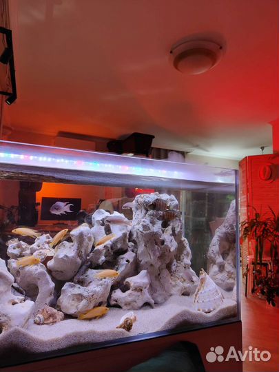 Танганика цихлиды, декор кенийский камень