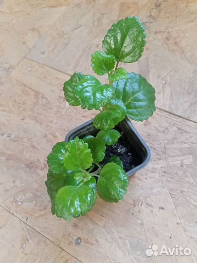 Плектрантус