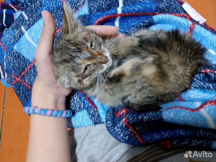 Котенок девочка в добрые руки