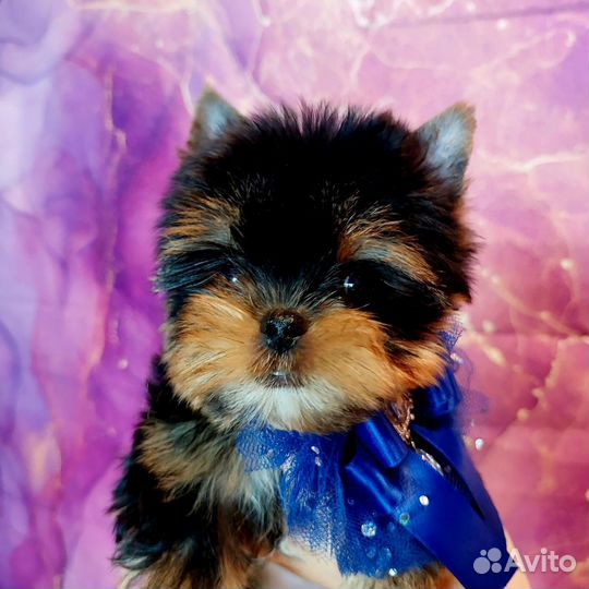 Йоркширский терьер Щенки