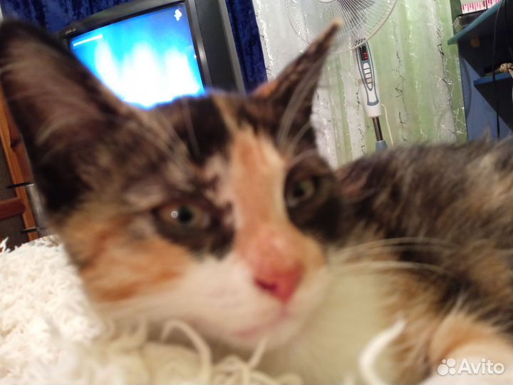 Котята в добрые руки бесплатно