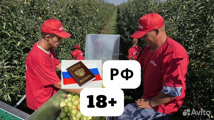 Сбор урожая яблок вахта 3х разовое питание + жилье