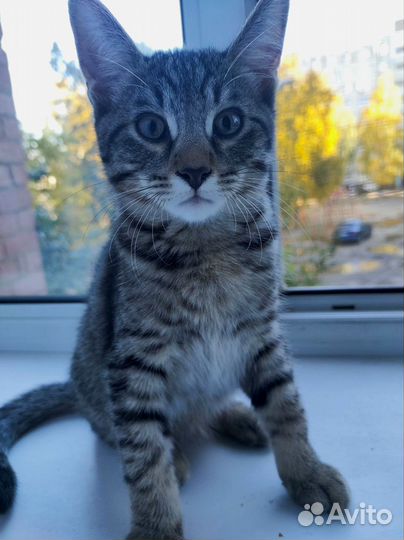 Котята в добрые руки даром