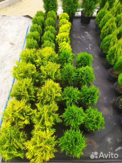 Туя смарагд