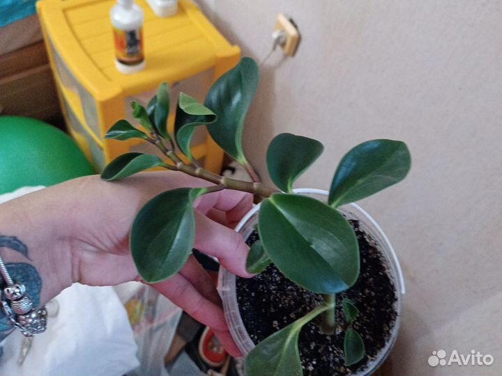 Комнатные цветы