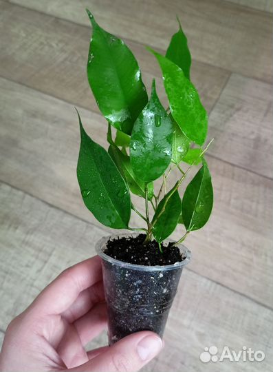 Фикус Бенджамина, Плющевидный минима