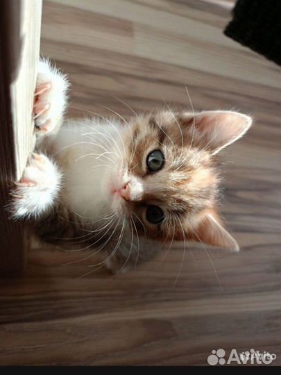 Милые котята в добрые руки