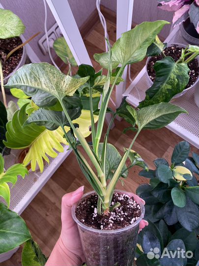 Сингониумы 2