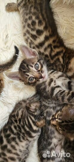 Бенгальские котята