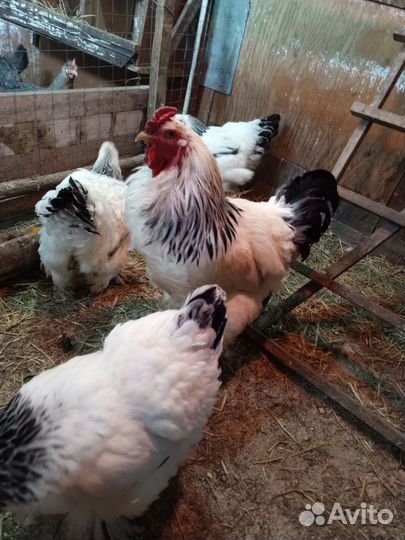 Порода Брама колумбийское цыплята и яйцо на инкуб