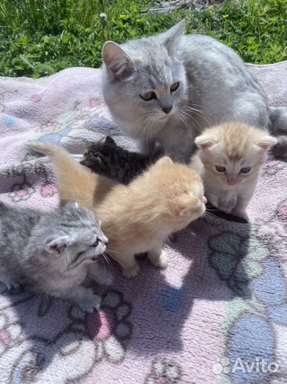 Котята от шиншиллы