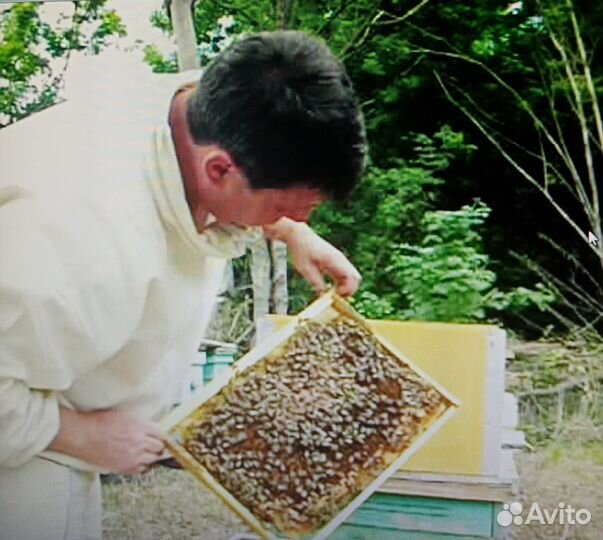 Пчелопакеты