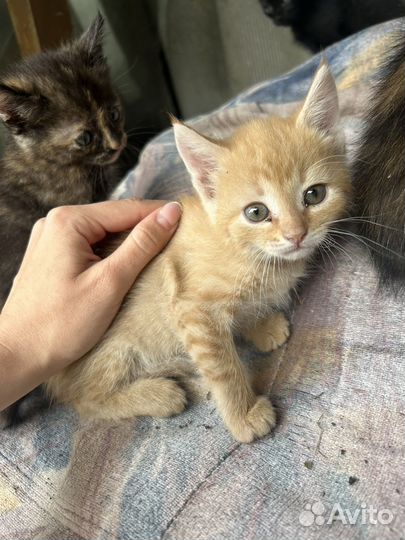 Котята в добрые руки