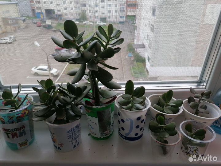 Толстянка (денежное дерево), щучий хвост и т.д